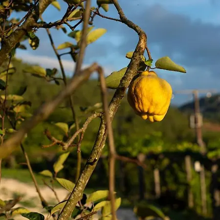 Donas E Cabaleiros Ξενοδοχείο με διαμερίσματα