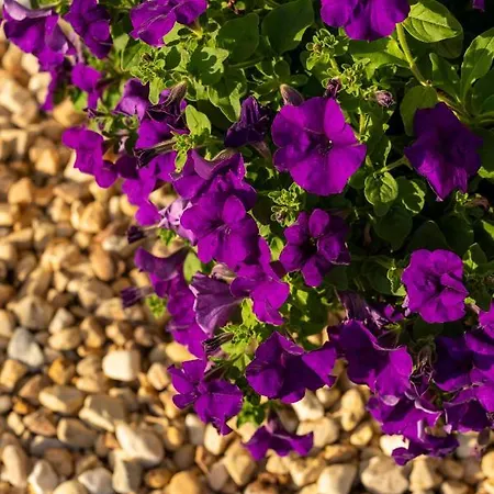 Ξενοδοχείο με διαμερίσματα Donas E Cabaleiros Boqueixon