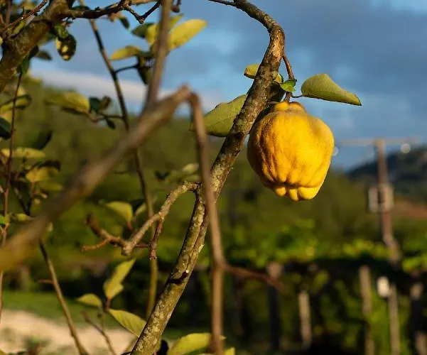 Donas E Cabaleiros Aparthotel