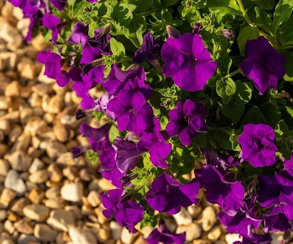 Aparthotel Donas E Cabaleiros Boqueixon